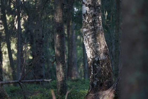 cropped-SE_forest_berch-1.jpg